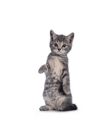 Cute grey farm cat kitten, standing on hind paws like meerkat. Looking towards camera. isolated on white background.
