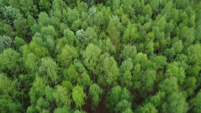 dense green summer tree tops overview video