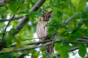 bird on a branch