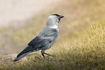 jackdaw on the ground