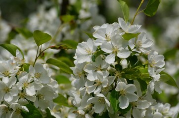 Apple tree branches close-up