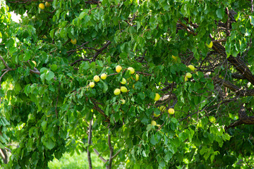 Ripe abricots on the tree in the summer garden