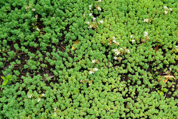 microgreens looks like forest from bird fly angle