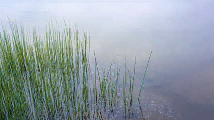 reeds in the water