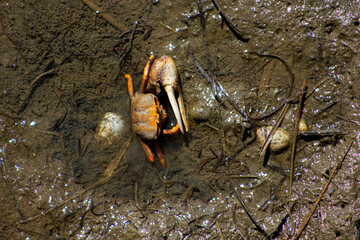 caranguejo