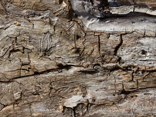 Texture photo of old tree trunk pattern.