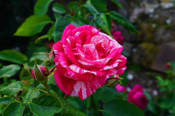 eine wunderschöne Rose in pink und weiß in Nahaufnahme