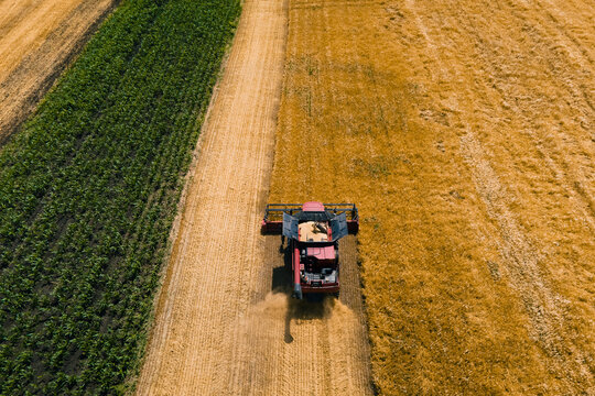 aerial view of Combine harvester agriculture machine harvesting golden ripe wheat field. Combines in the field. 4K Aerial view of harvesters.