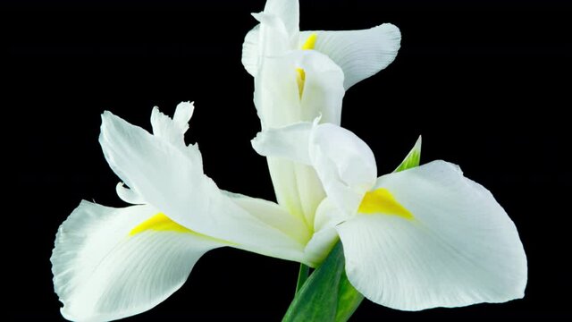 Time lapse of flowering white iris on a black background, beautiful white flower video 4k. Macro, easter, spring, Love, birthday, valentine's day, holidays concept. 4k