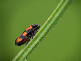 Cercopis vulnerata, red and black insect, on stalk. - 442803544