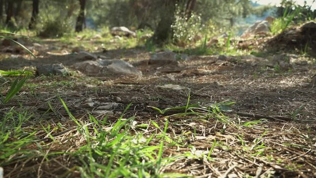 Hiking man in the forest mountains. Tourism in the mountains in summer. Low angle view, close-up of foots