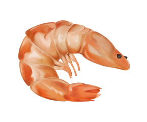 Digital illustration. Shrimp, not peeled, whole. Crustaceans, a squad of decapods. Marine life. Isolated on a white background.