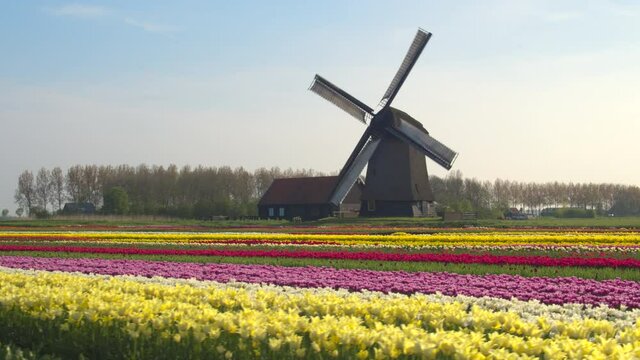 AERIAL: Breathtaking scenic view of the fields of tulips in full bloom in rural Netherlands. Flying along a vivid field of tulips and a mill in the picturesque Dutch countryside on a sunny spring day.