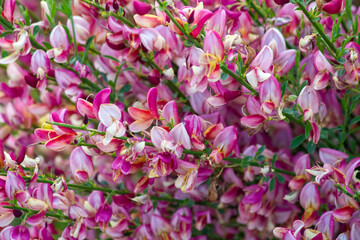 Broom blooming in the garden (Cytisus scoparius)