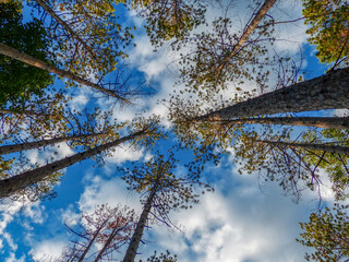 upward view among pines trees in the Brown county forrest - Indiana