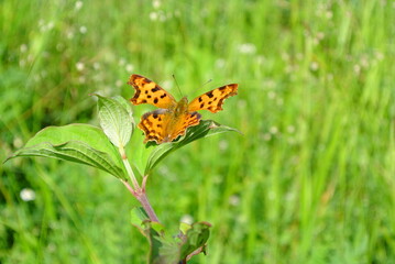 butterfly on a flower