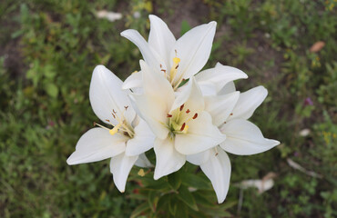 Blooming flowers of a white lily.