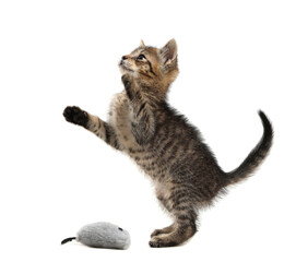 Cute little kitten playing with toy mouse on white background. Adorable pet