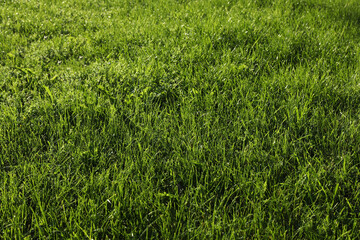 Lush green grass outdoors on sunny day