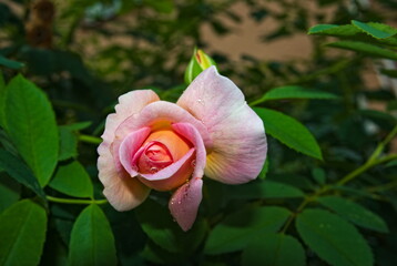 Kwiat róży z kroplami deszczu na płatkach . Rose flower with raindrops on the petals. 