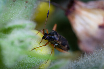 beetle on a leaf