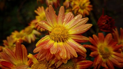 orange dahlia flower