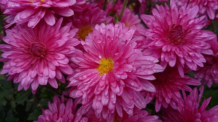 pink chrysanthemum flowers