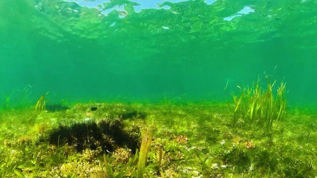 Sea urchins on the sandy bottom in clear crystal water. Sea urchin Echinothrix diadema.