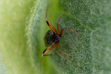 insect on a leaf