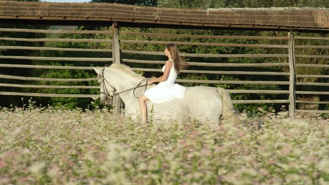 SLOW MOTION: Long haired woman riding bareback gallops on her white stallion around the idyllic Slovene countryside. Young brunette girl rides a beautiful white horse past a blooming buckwheat field.