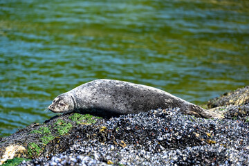Harbor (or harbour) seal (Phoca vitulina), also known as the common seal, lying on a rock with some purple sea star, at Whytecliff Park, British Columbia, Canada