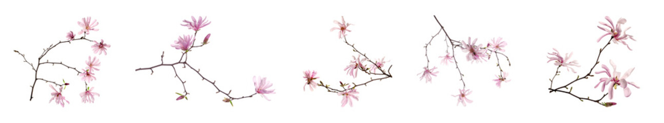 Magnolia tree branches with beautiful flowers on white background, collage. Banner design