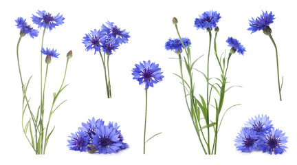 Set with beautiful blue cornflowers on white background. Banner design - obrazy, fototapety, plakaty