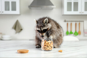 Cute raccoon eating peanuts on table in kitchen - obrazy, fototapety, plakaty