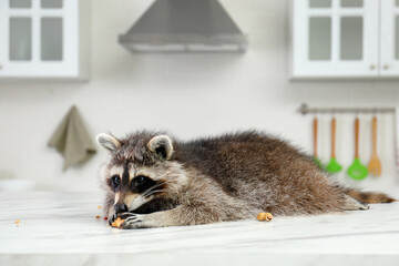 Cute raccoon eating peanuts on table in kitchen