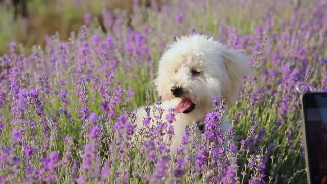 Woman taking a photo on smartphone of a cute small Miniature Poodle dog in lavender field . Provence, France