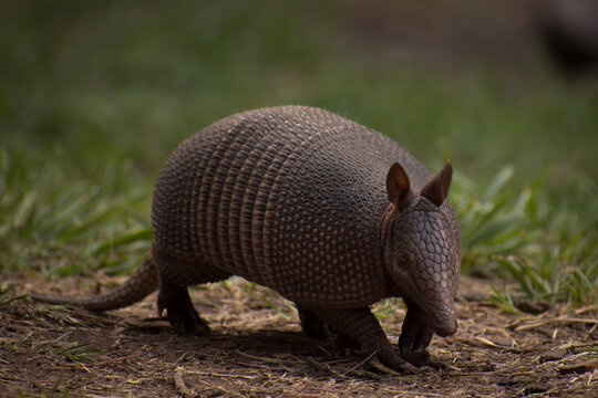 Little herbivorous mammal called commonly mulita, peludo, quirquincho, armadillo, tat&uacute; -scientific name: dasypodiae- very common in Argentina
