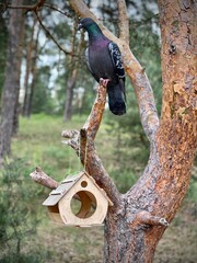 bird in the cage