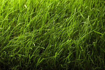 Beautiful lush green grass as background, closeup