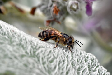 Biene auf einem flauschigen Blatt