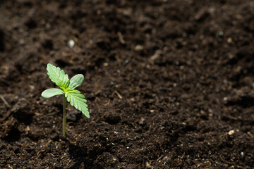 A small plant close up beautiful planted in the ground in the sun eceptions of cultivation a background, cannabis seedlings - obrazy, fototapety, plakaty