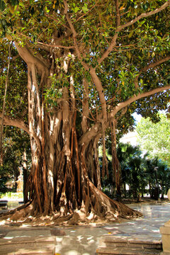 Colossal rubber trees at Gabriel Miro square in Alicante, Spain