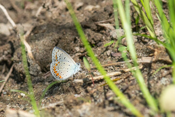butterfly on the grass