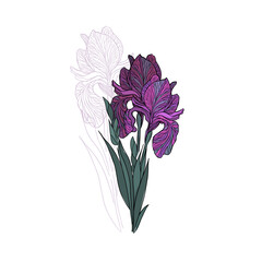 The flower irises is a purple object. Vector illustration