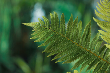 Beautiful fresh fern leaves on blurred background, closeup