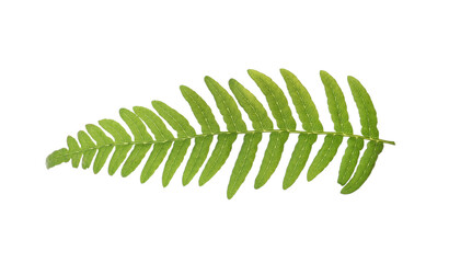 Beautiful tropical fern leaf isolated on white