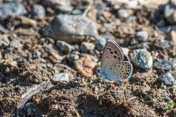 butterfly on the sand