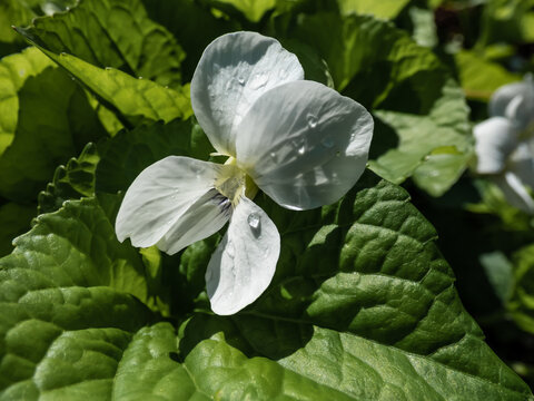 Macro shot of white form of flower of common blue violet or common meadow violet (viola sororia) among green leaves