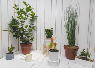 Pots of plants of various sizes and varieties. White wooden background.