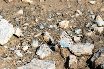 butterfly on the beach